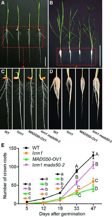 Phenotypes Of Wild Type Lcrn1 Mads50 Overexpressing Transgenic Line