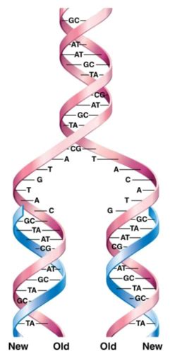 Genetics Chapter 12 Dna Replication Flashcards Quizlet