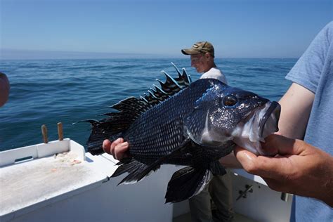 Black Sea Bass Research Fleet — Cfrf