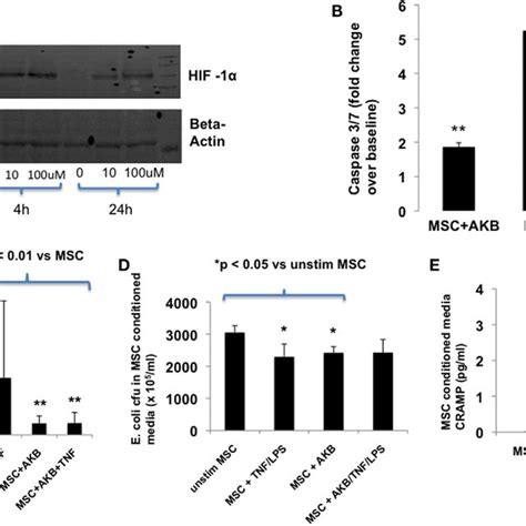 Pdf Stabilization Of Hypoxia Inducible Factor Alpha Augments The