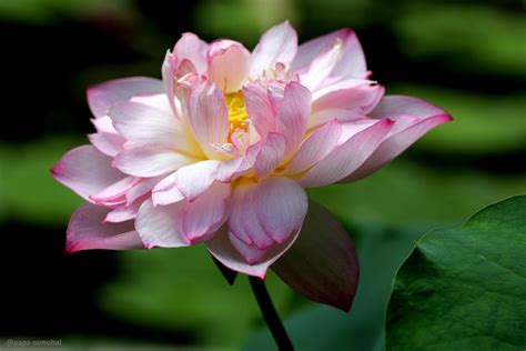 pink lotus flower by PapaOsmubal on DeviantArt