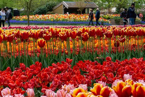 Descubra A Beleza Da Holanda Amsterdam E Os Campos De Tulipas — Leroy Viagens