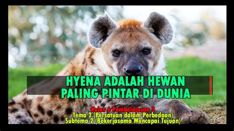 Hyena Adalah Hewan Paling Pintar Di Dunia YouTube