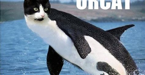 Orcat Your Argument Is Invalid Imgur