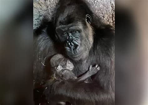 Gorillas Giving Birth