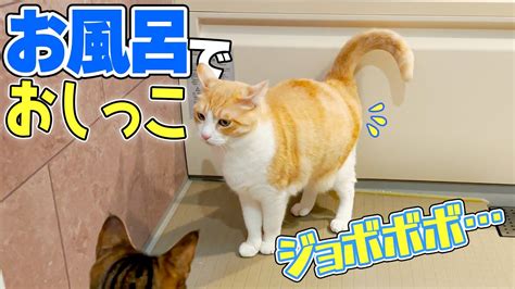 飼い主の目の前で堂々とお風呂場におしっこをする猫 Youtube