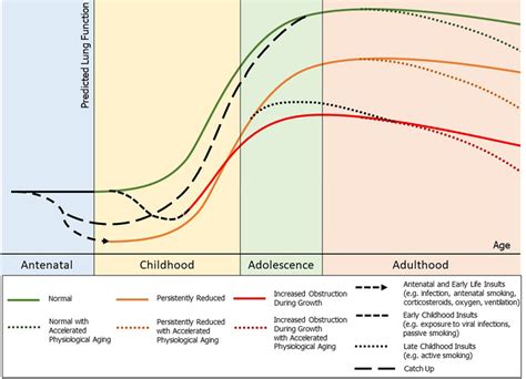 Outline Of Potential Lung Function Trajectories And Lung Function Download Scientific Diagram