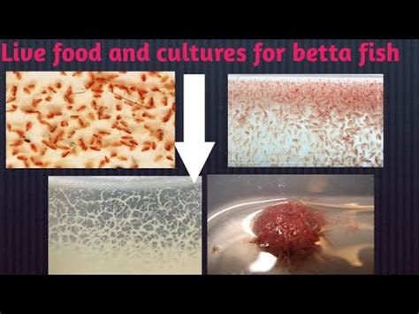 Best Live Food And Live Culture For Betta Fish Must Feed This For