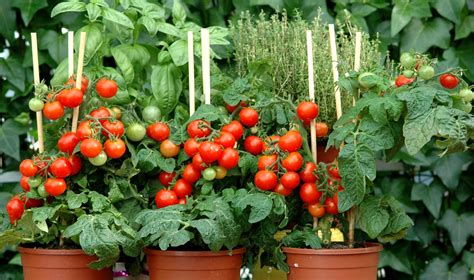 Tomate Cerise Planter Et Cultiver Ooreka