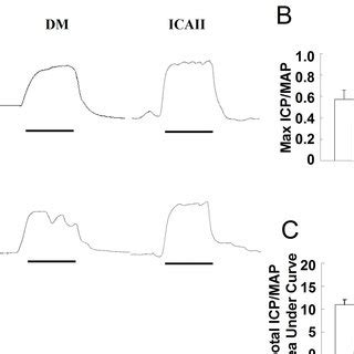 Ica Ii Enhances The Nnos Expression In Diabetic Rat Corpus Cavernosum