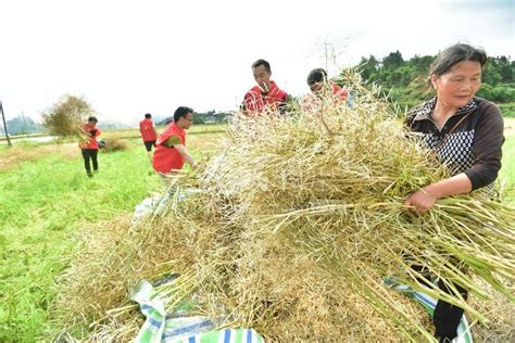 贵州锦屏：党员服务队 助农采收油菜籽 人民图片网