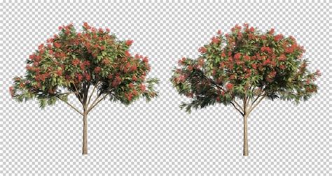 3d Rendering Of Delonix Regia Trees Premium Psd File