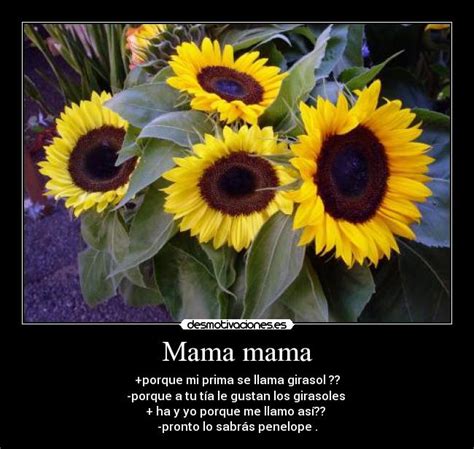 Arriba Foto Por Que Los Girasoles Siguen Al Sol Mirada Tensa