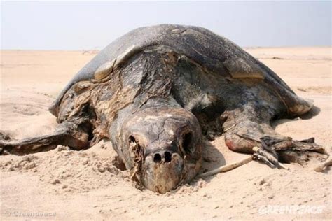 Good News Endangered Olive Ridley Turtles In Odisha Lay 3 55 Lakh Eggs