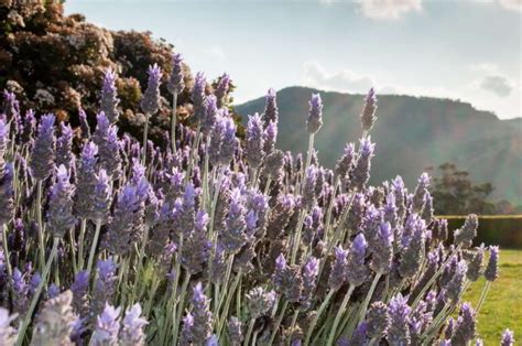 Las 11 Mejores flores para perfumar tu jardín Cosas del Jardin