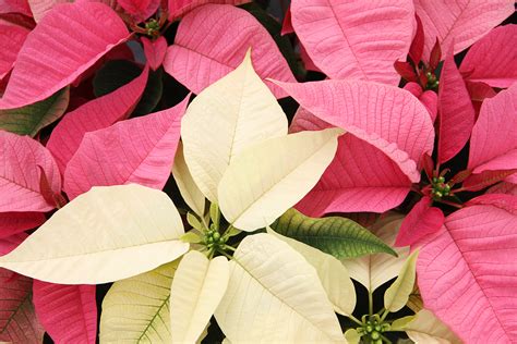 Poinsettias - Suburban Lawn & Garden