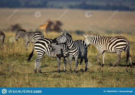 Burchell S Zebra Equus Burchelli Herd At Masai Mara Park In Kenya