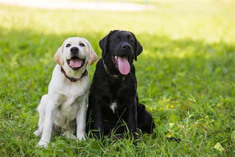 White Labrador Retrievers – The Secret Behind Their Color