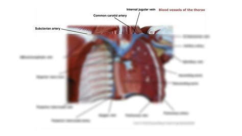 SOLUTION: Cardiovascular labeling arteries and veins 1 2 - Studypool