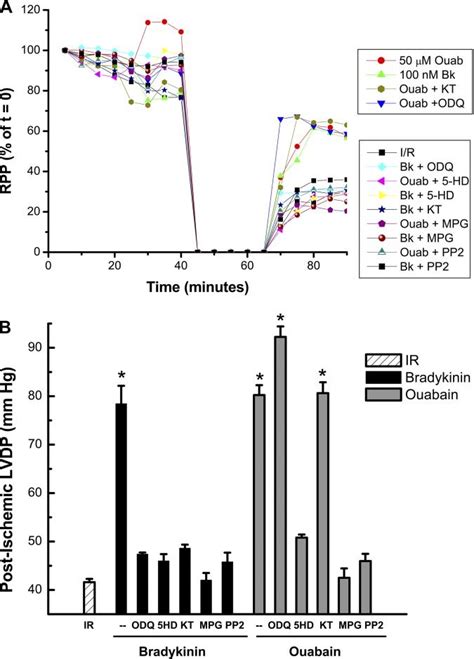 Effects Of Ouabain Vs Bradykinin On Left Ventricular Function A