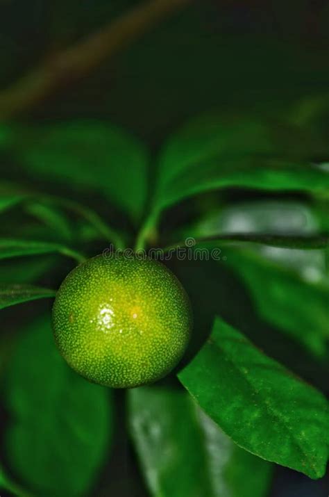 Fresh Green Kumquat Fruit on Tree Stock Photo - Image of kumquat, green ...