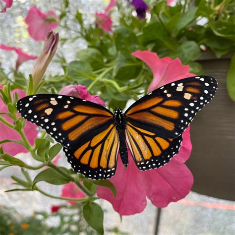 Butterfly Encounter Chattahoochee Nature Center At Chattahoochee