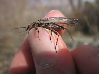 The Reno Fly Shop Blog REAL BUGS