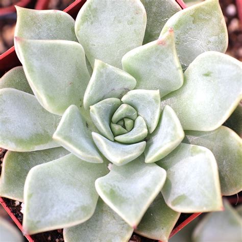 Graptoveria Succulents | Mountain Crest Gardens®