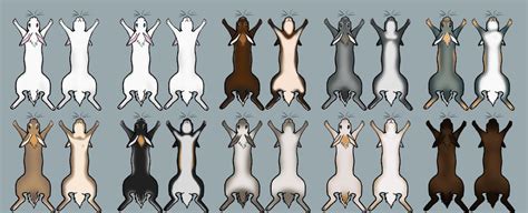 Rabbit Color Chart 1 by Tricksters-Taxidermy on DeviantArt