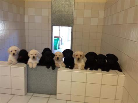 My dog's 11 Labrador puppies at Guide Dogs of America—destined for greatness! : r/aww