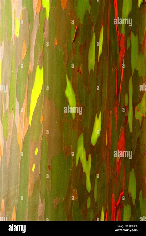 Colorful Bark Of The Rainbow Eucalyptus Tree Stock Photo Alamy