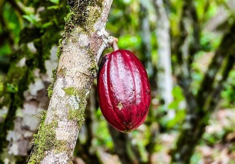 Cultivo De Cacao En Bocas Del Toro