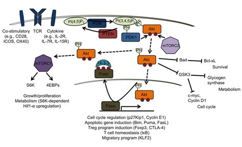 Frontiers Regulation Of T Cell Homeostasis And Responses By Pten