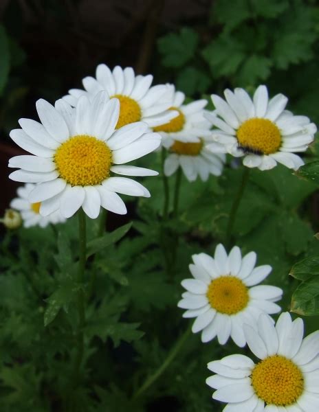 Gew Hnliche Wiesen Margerite Leucanthemum Vulgare