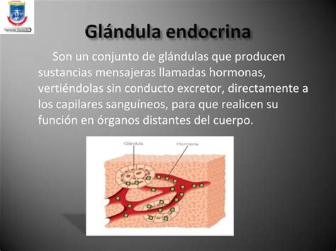 Sistema Endocrino Jairo Perez Ppt Descarga Gratuita