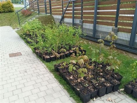 Sadzonki drzew za pozostawienie odpadów w krośnieńskim PSZOK