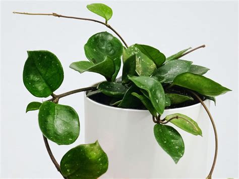 Complete Care Guide for Hoya Plants - Beginner Houseplant