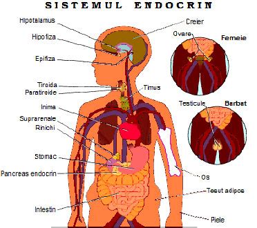 Sistemul Endocrin Alc Tuirea Corpului Uman