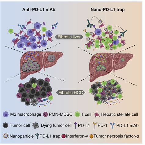 Fibrotic Immune Microenvironment Remodeling Mediates Superior Anti