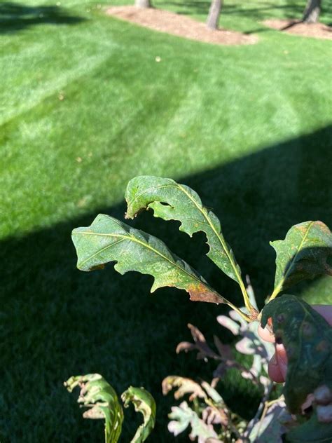 Oak Foliar Diseases in the Midwest - Homer Companies