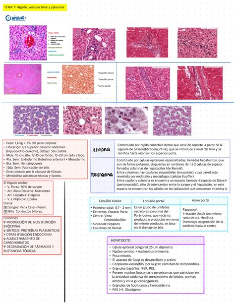 SOLUTION Morfo 3 Histología Práctica 7 Hígado vesícula biliar y