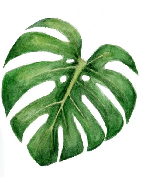 Monstera Deliciosa Watercolor Giclee Print Etsy