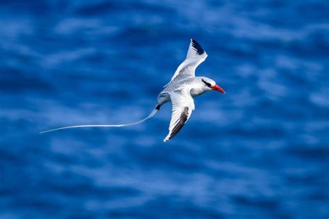 Types of Seabirds From Around the World - American Oceans