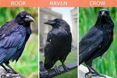 Differences Between Crows, Ravens and Rooks - With Photos Scavenger ...