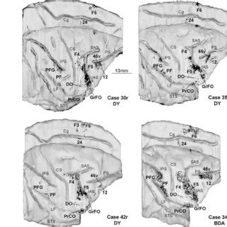 A B Low Power Photomicrographs Showing The Injection Sites In The F5a