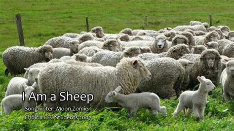 I Am A Sheep Official Lyrics Video YouTube