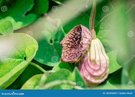 Aristolochia Flowers Stock Image Image Of Macrophylla 182394609