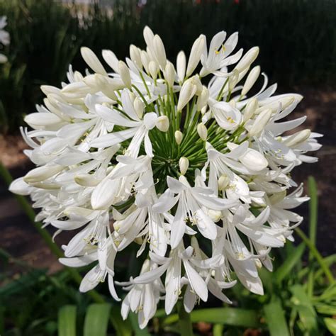 Plantes De Agapanthe Blanche AGAPANTHUS AFRICANUS Blanc T O G