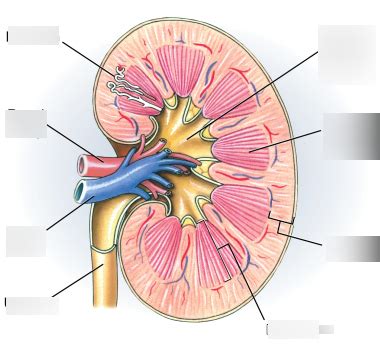 Diagram Of Excretory System Quizlet