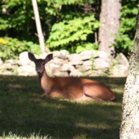 White Tail Deer Project Noah